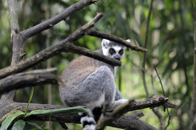 lemur sittiing in tree