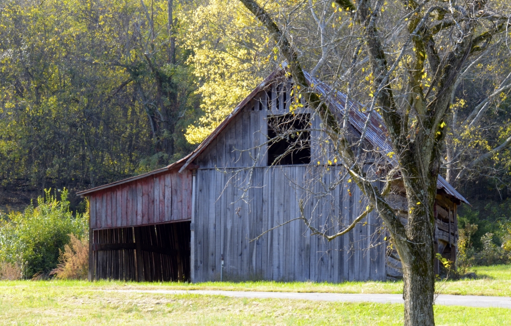 old barn with tree