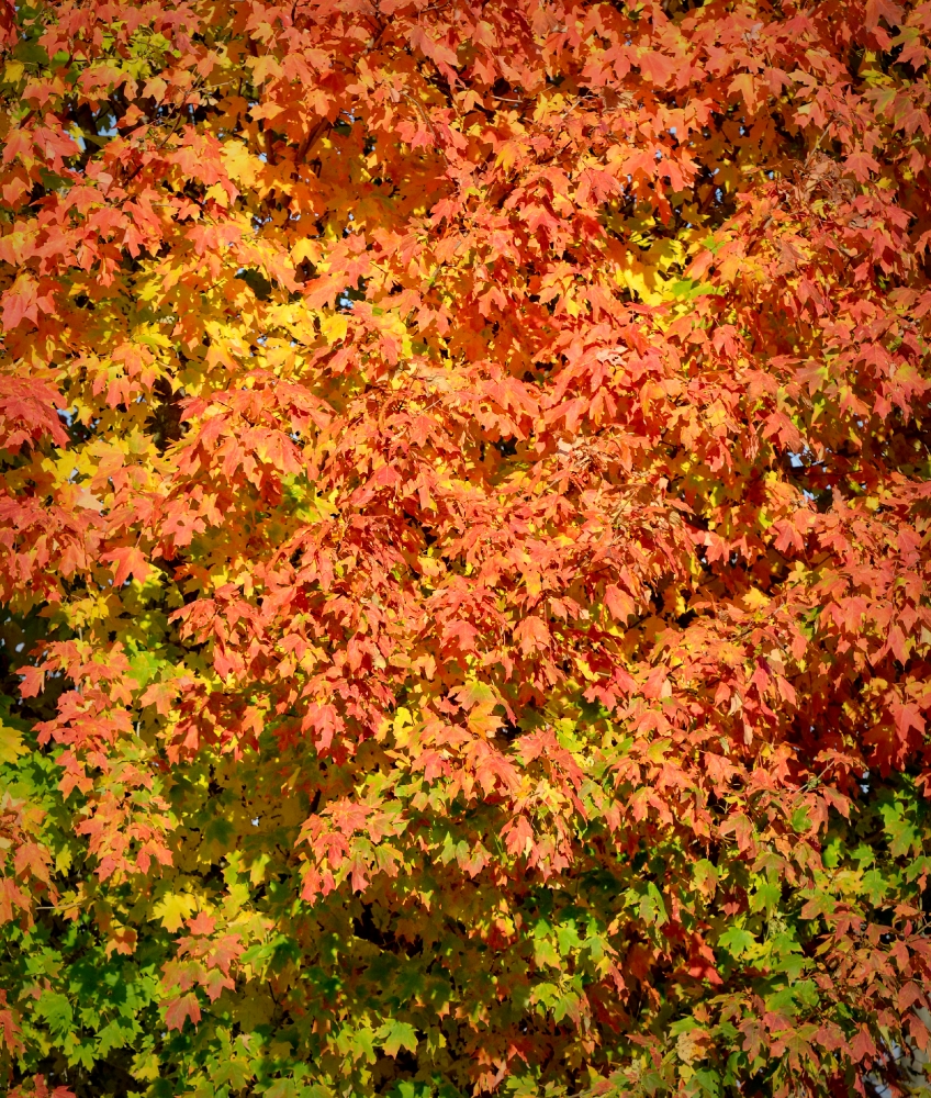 orange yellow green fall colors tree