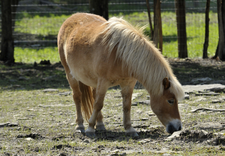 pony at a farm in tennessee photo 44