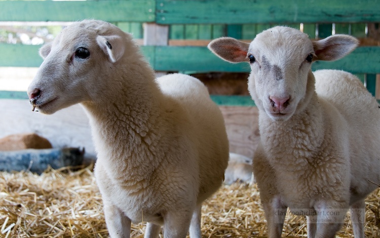 two sheep standing next to each other in a pen