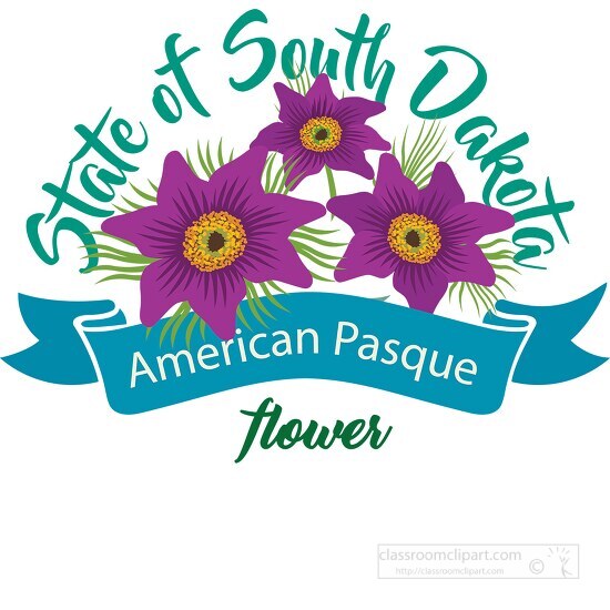 south dakota state flower the american pasque clipart image
