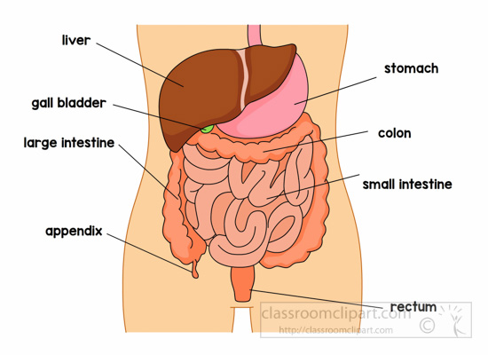 free clipart human body systems - photo #15