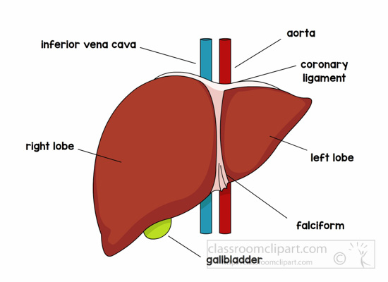 Anatomy : anatomy-liver-labeled-clipart : Classroom Clipart