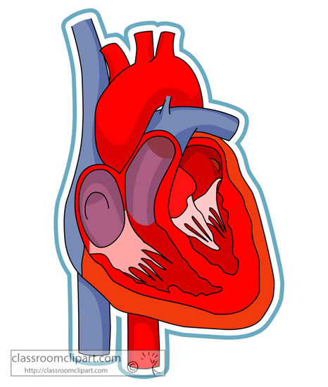 free heart anatomy clipart - photo #7
