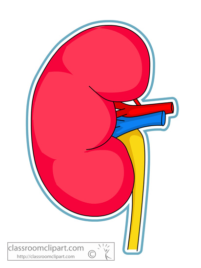 free cartoon kidney clipart - photo #3