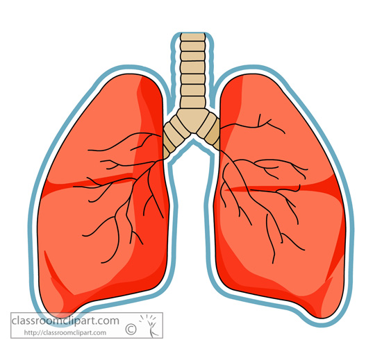 clipart human lungs - photo #7