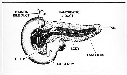 Anatomy : pancreas : Classroom Clipart