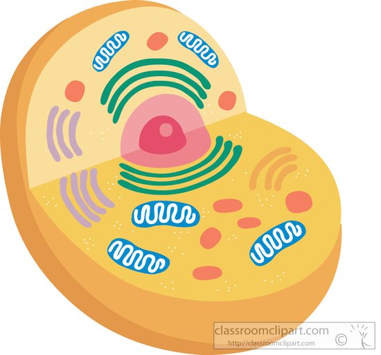 human cell clipart - photo #14
