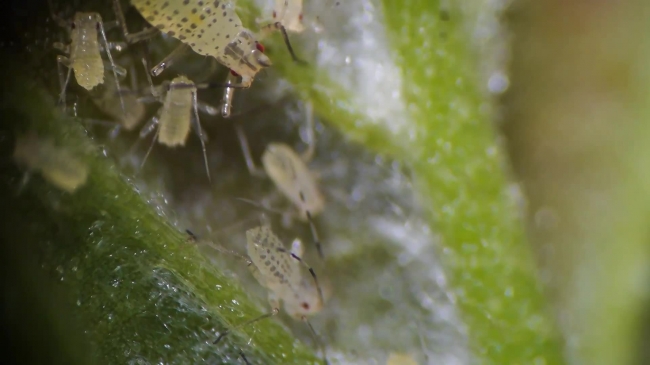aphids small sap sucking insects under microscope