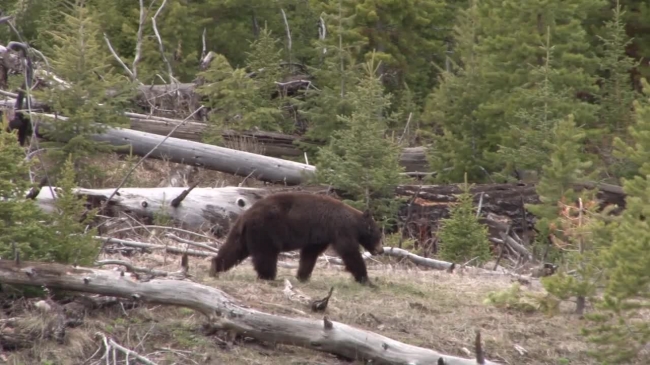 black bear walking in near trees - Classroom Clipart