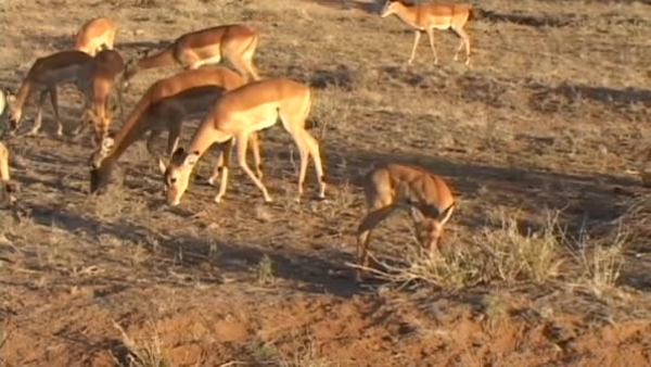 group of female impalas in kenya africa animal