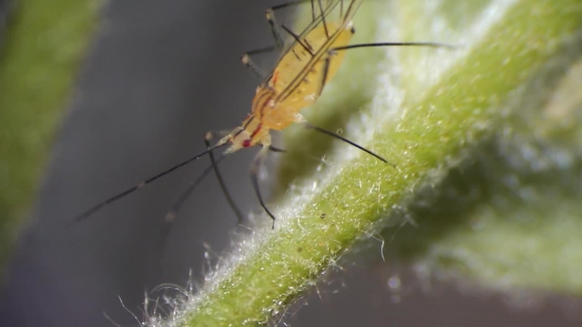 microscopic aphid walking on leaf