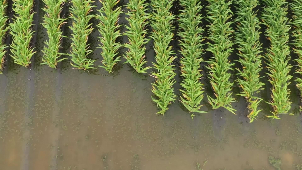 Aerial view of water soaked sorghum