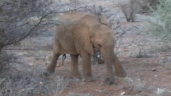 africa elephant eating