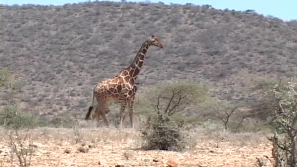 africa giraffe standing kenya africa