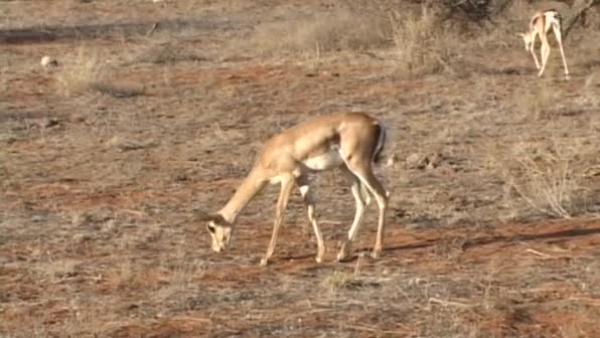 africa grant gazelle eating bush plants