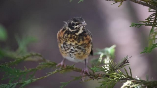 baby bird on tree branch video