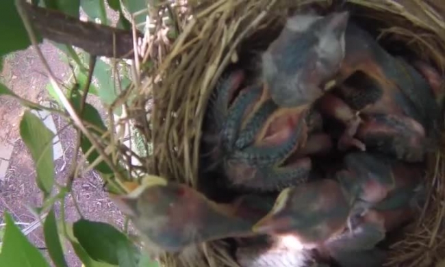 baby birds in nest video