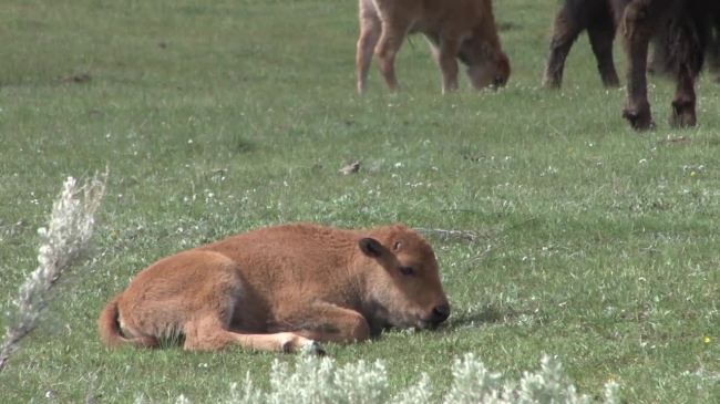 bison calf relaxing