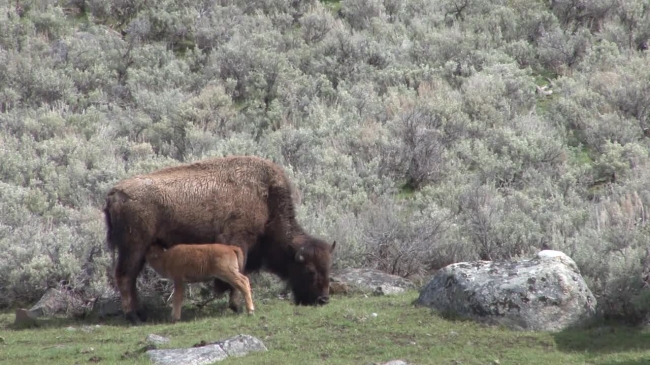 bison calf with adult bison at yellowstone