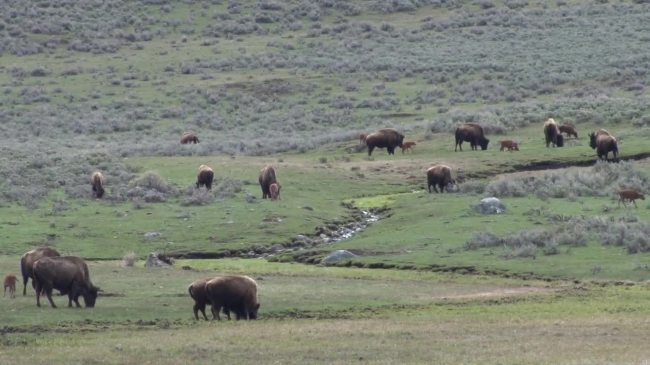 bison herd with calves