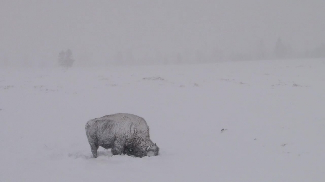 bison in the snow at yellowstone