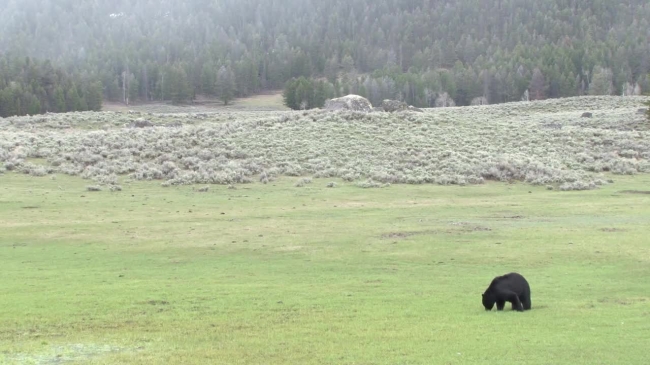 black bear at yellowstone