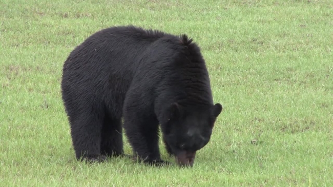 black bear eating grass in the rain