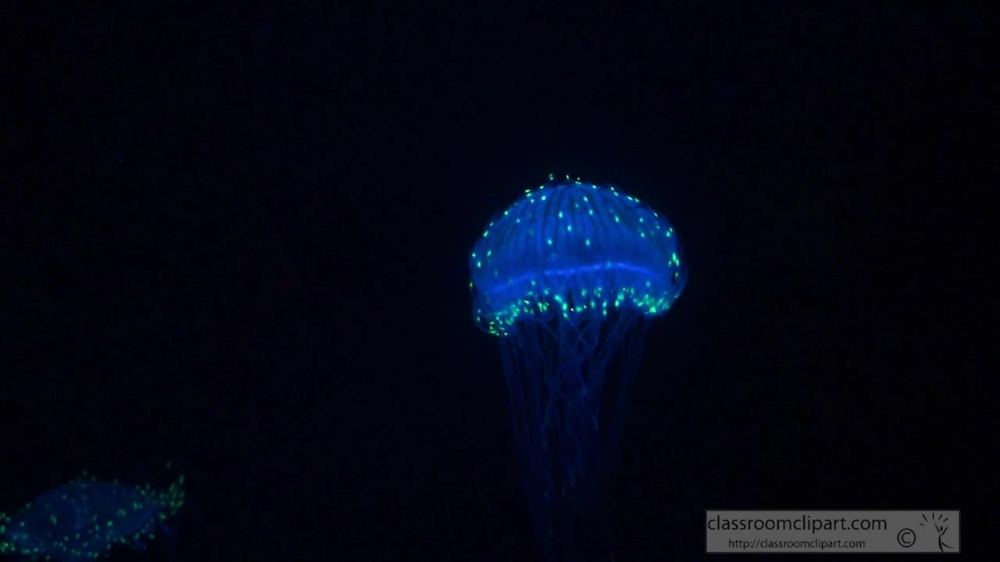 blue green fluorescence jellyfish