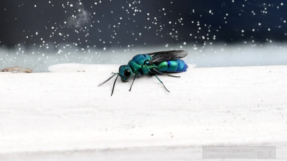 blue green fly