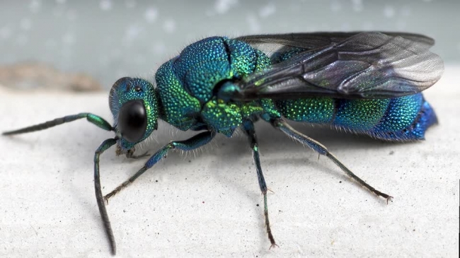 blue green fly closeup video