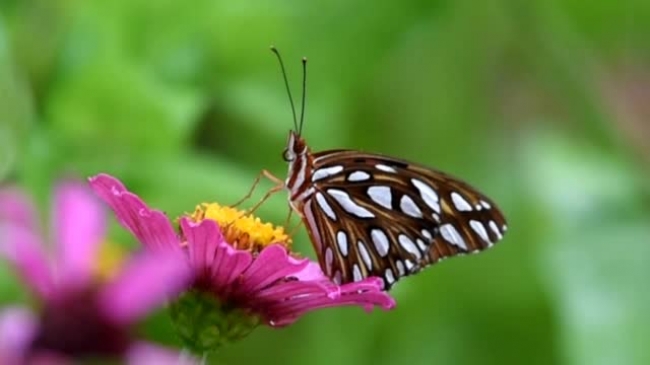 butterfly on flower in the rain closeup