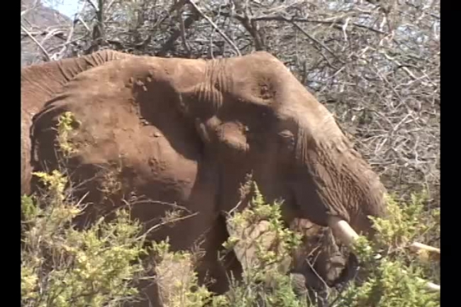 closeup large elephant eating brush samburu national reserve