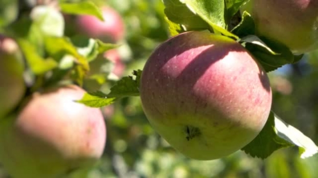 closeup panning video apples