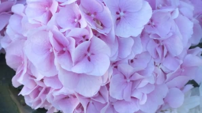 closeup video of pink hydrangea flower