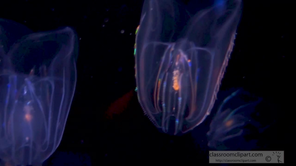 combed jellyfish
