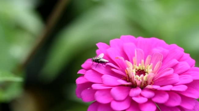 fly moving around flower