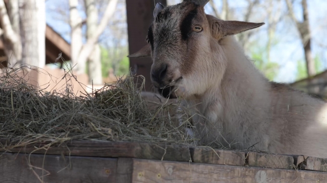 goat with a mouthful of hay