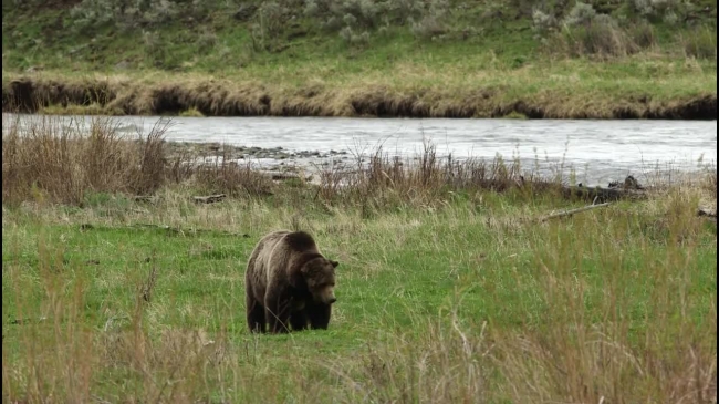 grizzly bear chewing grass near river