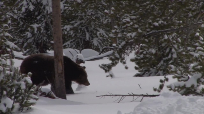 grizzly bear walking in the snow