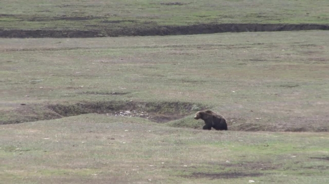 grizzly bear walking in valley yellowstone