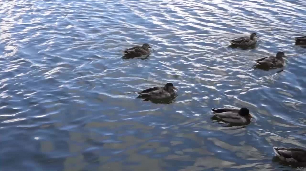 group ducks swimming in lake sweden