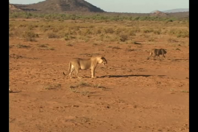 group of lions in samburu