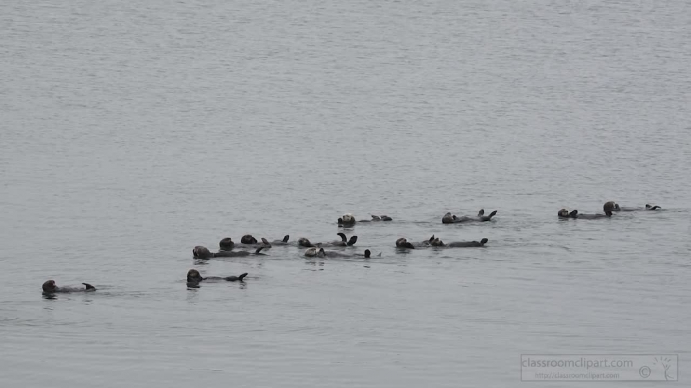 group sea otter swimming along californi
