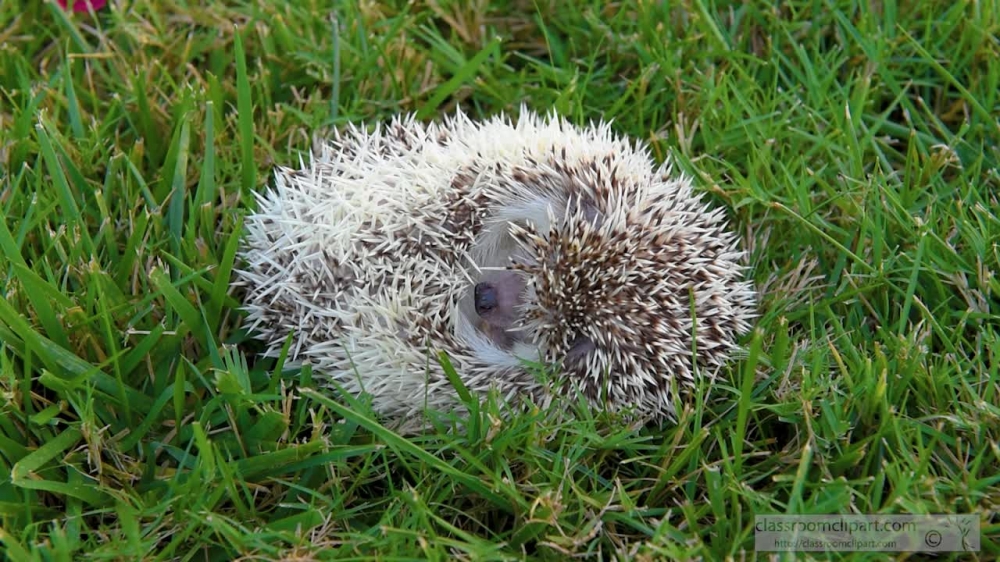 hedgehog sleeping in grass