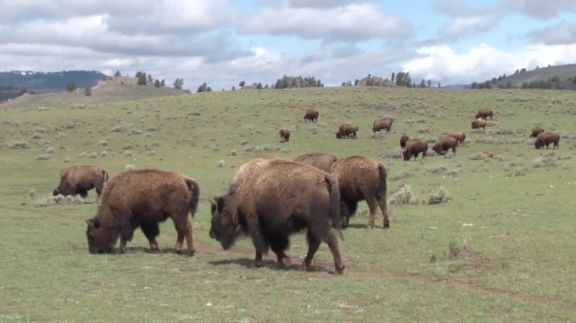 herd of bison lamar valley yellowstone