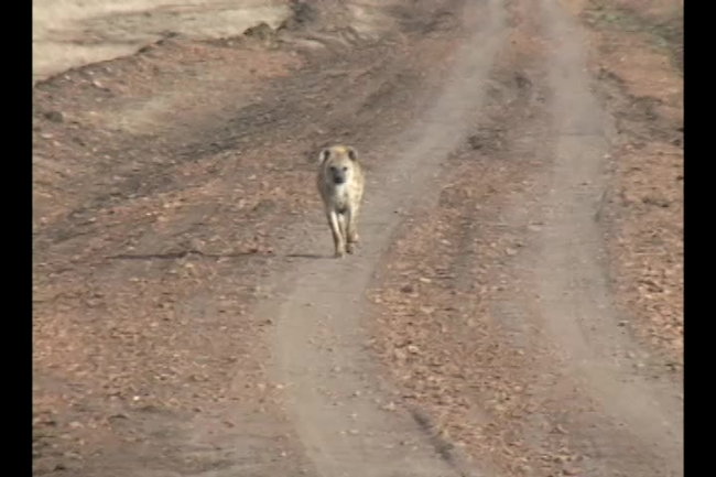 hyena scavenger and hunter on dirt road