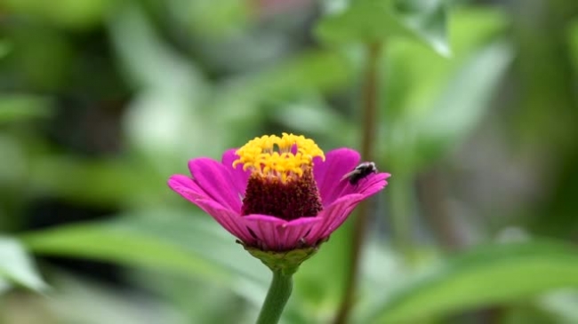 insect fly on edge of flower video