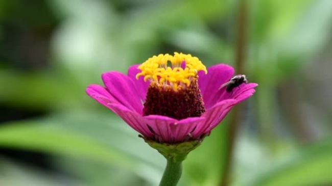 insect fly on edge of flower zoom video